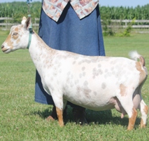 Sinai Thunder Zion's Sukkah