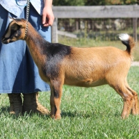 D and L Meadows Ridin'theWind